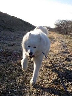 dote_i1901088.jpg