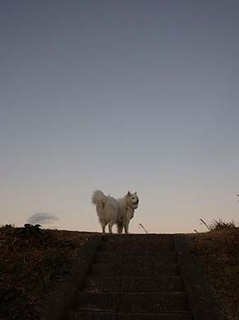 dote_i1901091.jpg