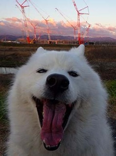 dote_i1901095.jpg
