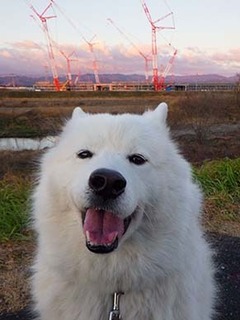 dote_i1901096.jpg