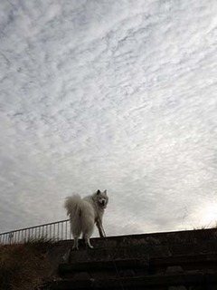 dote_i19011011.jpg