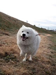 dote_i1901104.jpg