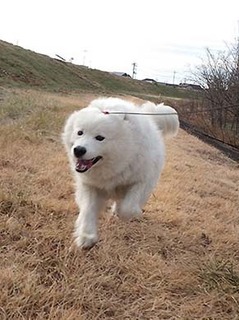 dote_i1901106.jpg