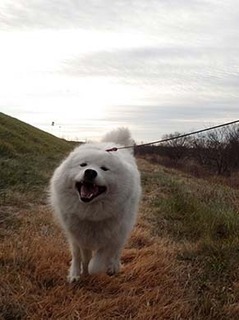 dote_i1901109.jpg