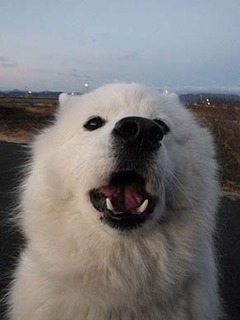 dote_i1901111.jpg