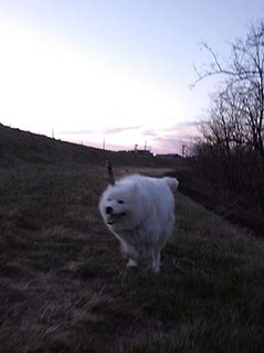 dote_i1901112.jpg