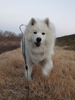 dote_i1901113.jpg