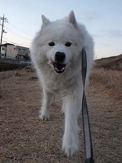 dote_i1901114.jpg