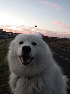 dote_i1901115.jpg