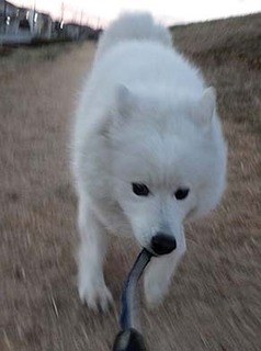 dote_i1901116.jpg