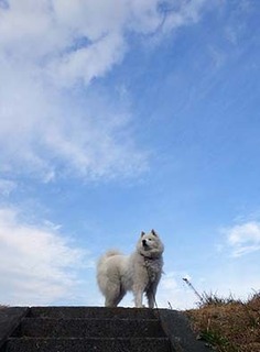 dote_i1901121.jpg