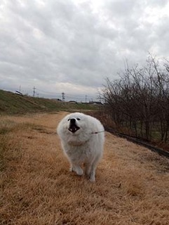 dote_i1901123.jpg