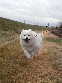 dote_i1901124.jpg