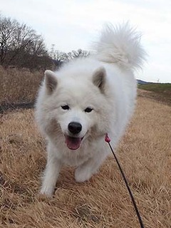 dote_i1901125.jpg
