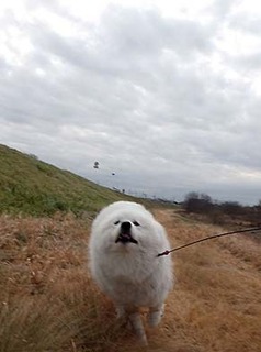 dote_i1901126.jpg