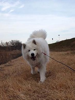 dote_i1901127.jpg