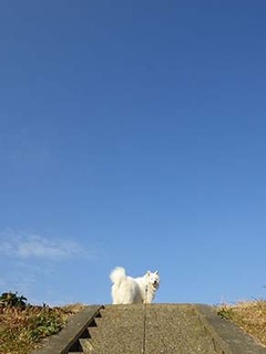 dote_i1901131.jpg