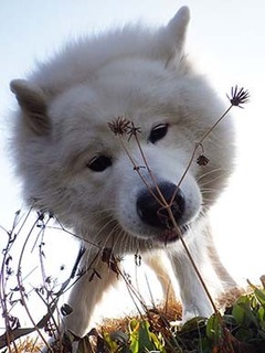 dote_i1901132.jpg