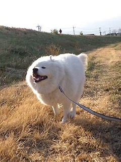dote_i1901135.jpg
