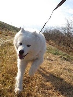 dote_i1901136.jpg