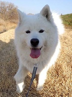 dote_i1901138.jpg