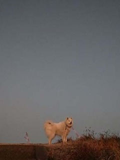 dote_i1901141.jpg