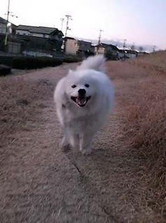 dote_i1901143.jpg