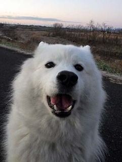 dote_i1901147.jpg