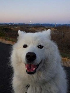 dote_i1901161.jpg
