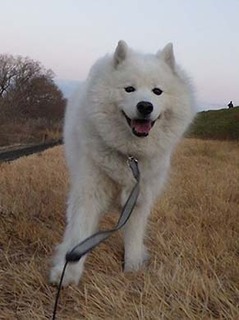 dote_i1901162.jpg