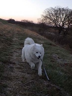 dote_i1901163.jpg