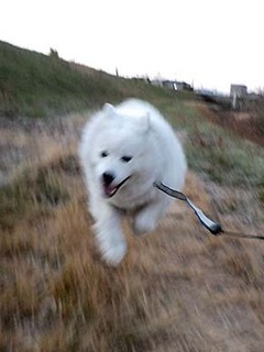 dote_i1901164.jpg