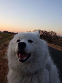 dote_i1901165.jpg