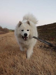 dote_i1901183.jpg