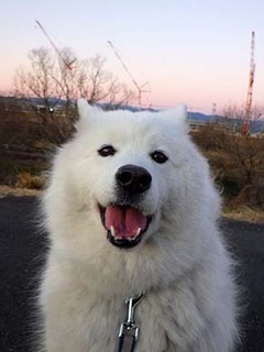 dote_i1901189.jpg