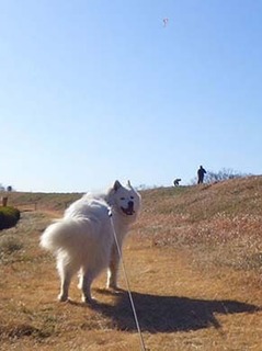 dote_i19011910.jpg