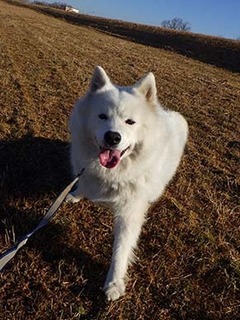 dote_i1901193.jpg