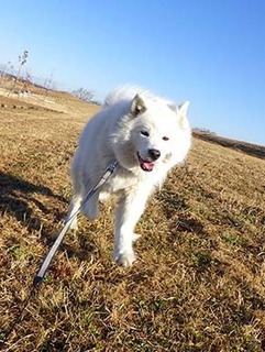 dote_i1901194.jpg
