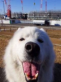 dote_i1901195.jpg