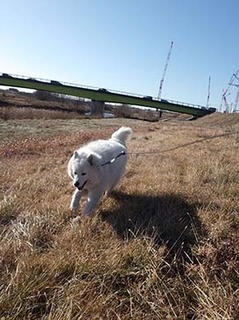 dote_i1901196.jpg