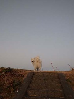 dote_i1901211.jpg