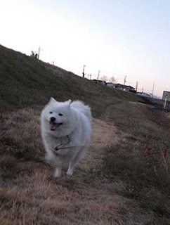 dote_i1901213.jpg