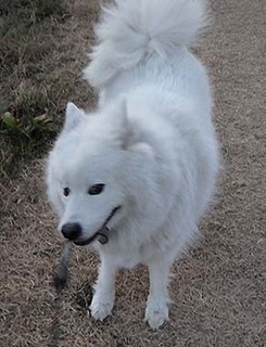 dote_i1901215.jpg