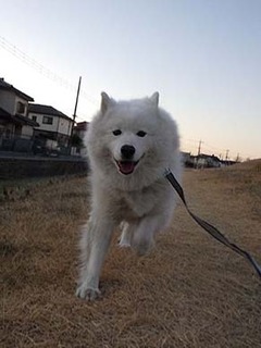 dote_i1901216.jpg