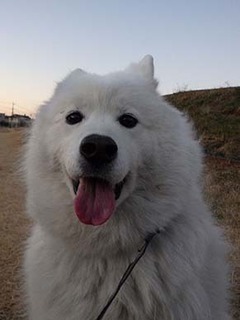 dote_i1901217.jpg