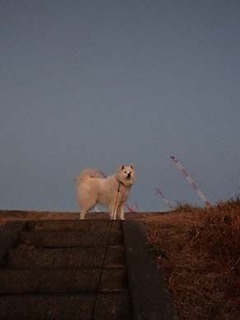 dote_i1902011.jpg