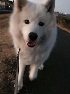 dote_i1902017.jpg