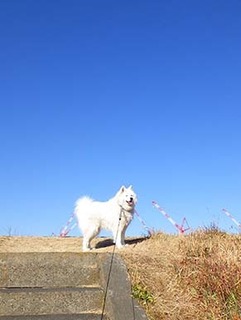 dote_i1902021.jpg