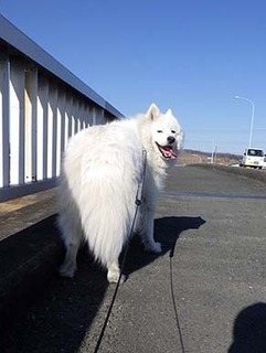 dote_i19020211.jpg