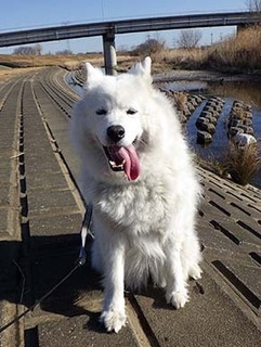 dote_i19020212.jpg